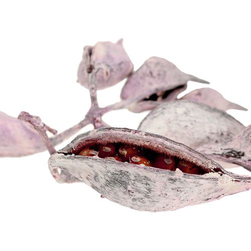 gjenstander Brachyciton bjørnebærfrosting 500g