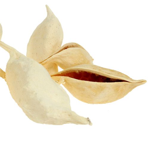 gjenstander Brachyciton bleket 500g