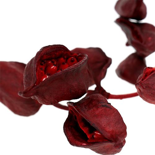 gjenstander Brachyciton Rød 500g