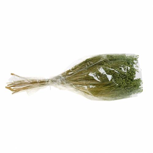 Floristik24 Tørkede blomster Broom Bloom Lysegrønn 150g