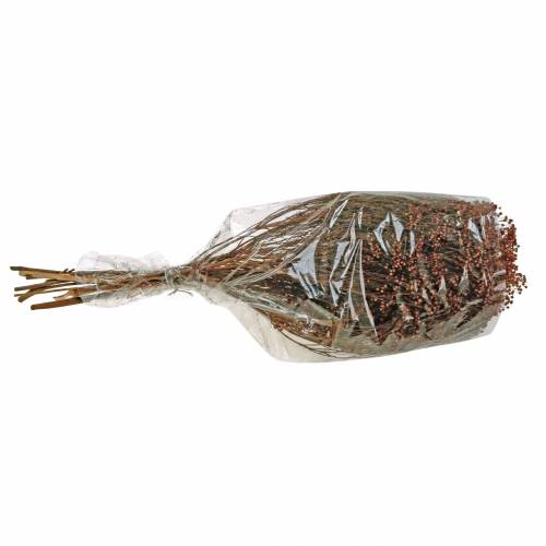 Floristik24 Tørkede blomster Broom Bloom Brown 170g