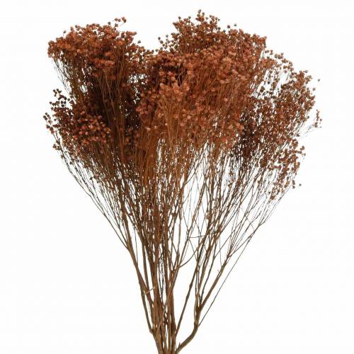 Floristik24 Tørkede blomster Broom Bloom Brown 170g