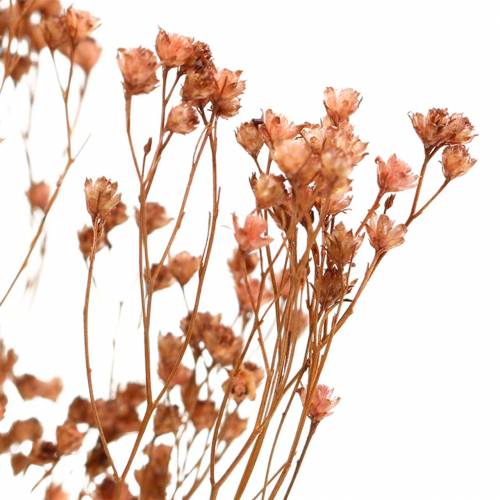 Floristik24 Tørkede blomster Broom Bloom Brown 170g