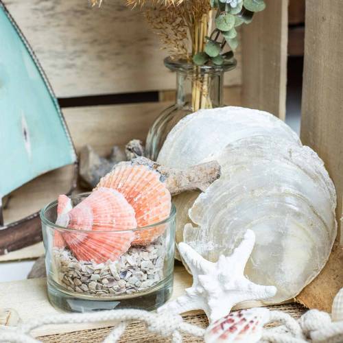 Floristik24 Capiz blåskjell 500g