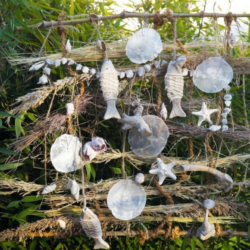 Floristik24 Capiz skjell perlemorskiver maritim dekorasjon Ø7cm 600g