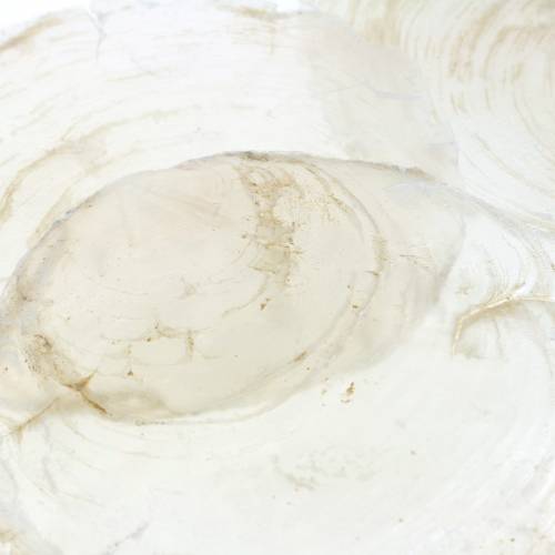 Floristik24 Capiz blåskjell 250g