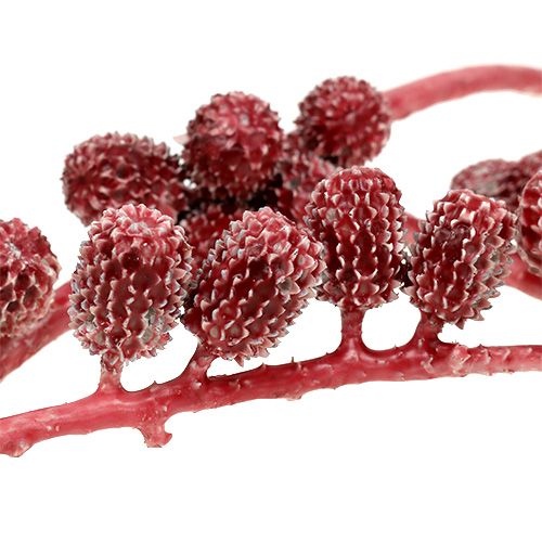 Floristik24 Casurina kjegler rød, vokset 110g