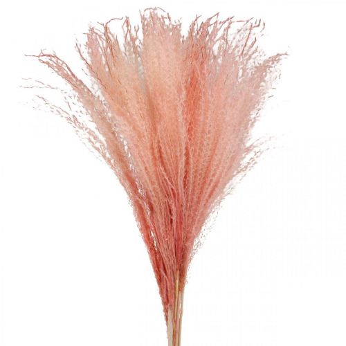 gjenstander Kinesisk siv lys rosa tørt gress Miscanthus H75cm 10p