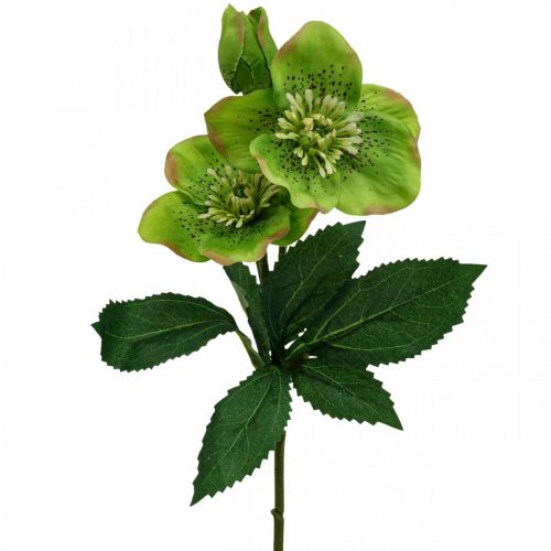 Floristik24 Julerose fastelavnsrose hellebore kunstblomster grønn L34cm 4 stk