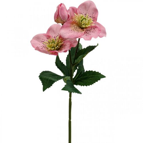 Floristik24 Julerose, fasterose, hellebore, kunstige planter rosa L34cm 4stk