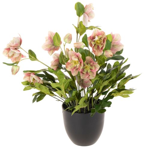 Kunstig Helleborus potteplante, julerose, til hjemmedekorasjon, 50 cm kjøpe | Floristik24.no