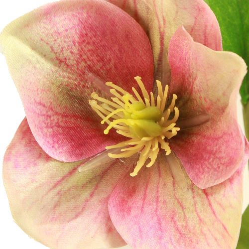 Floristik24 Elegant bukett med rosa juleroser – 35 cm 6 stk.