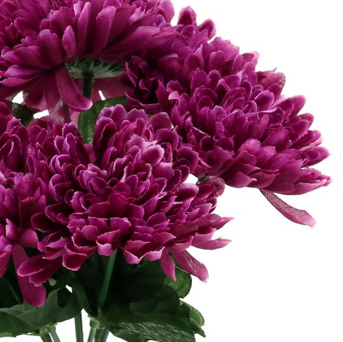 Floristik24 Krysantemum aubergine med 7 blomster