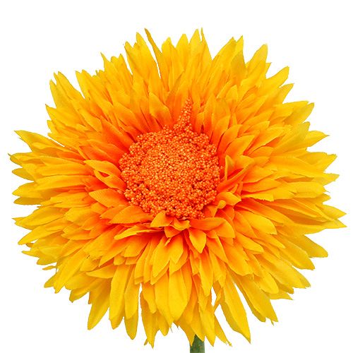 Floristik24 Krysantemum Teddy 63cm Gylden Gul