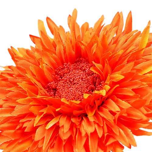 gjenstander Chrysanthemum Teddy 63cm Orange