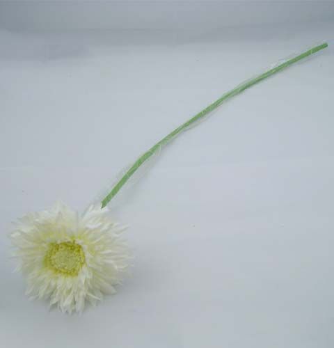 gjenstander Chrysanthemum Teddy 63cm hvit