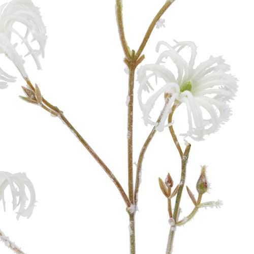 Floristik24 Clematis gren hvit strømmet 62cm 3stk