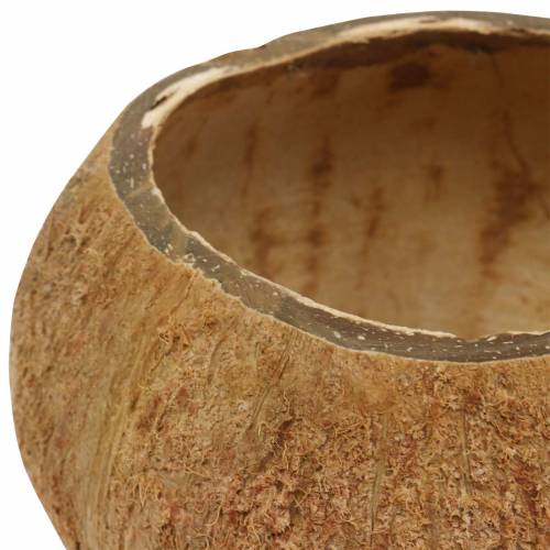 gjenstander Kokosnøtt skall naturlig sett med 5