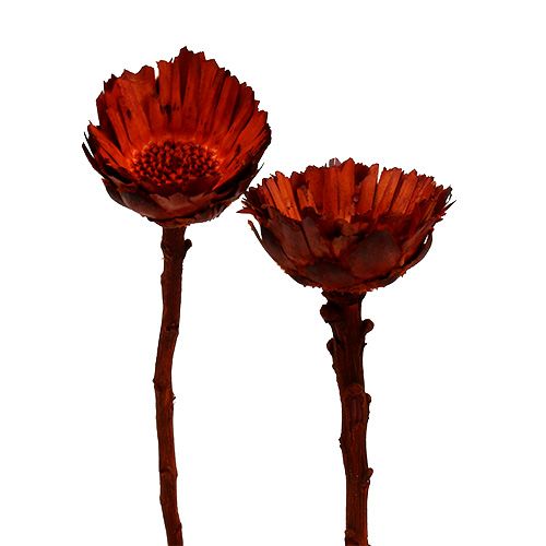 Floristik24 Compacta Rosett oransje 40 stk