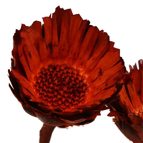 gjenstander Compacta Rosett oransje 40 stk