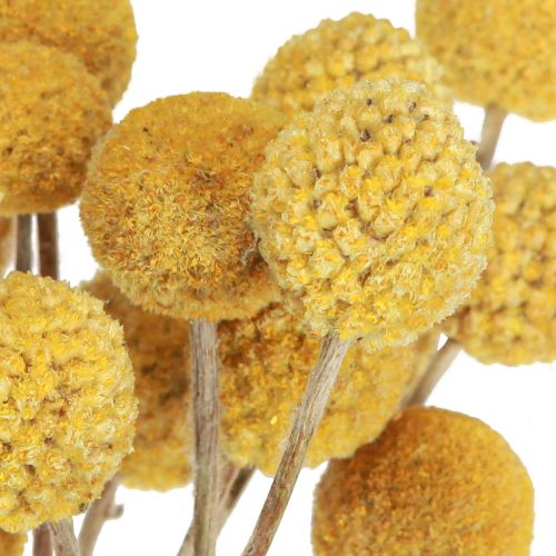 Floristik24 Craspedia trommestikker tørr dekorasjon natur 45cm 25 stk