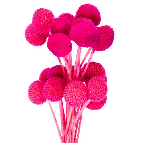 Craspedia tørkede blomsterbuketter til blomsterhandel, 55 cm, 20 stk.