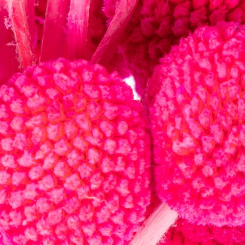 Craspedia tørkede blomsterbuketter til blomsterhandel, 55 cm, 20 stk. | Floristik24.no