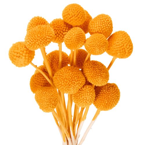 Craspedia tørkede blomsterbukett 55 cm 20 stk kjøpe | Floristik24.no