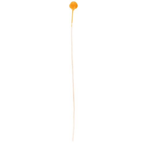 Craspedia tørkede blomsterbukett 55 cm 20 stk | Floristik24.no