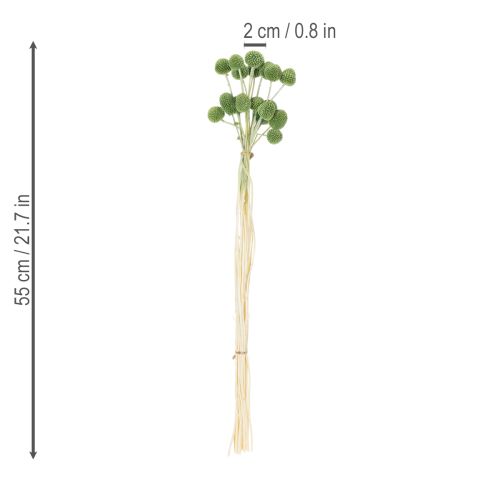 gjenstander Tørkede Craspedia-blomsterballer for stilig høstdekorasjon, 55 cm, 20 stk.