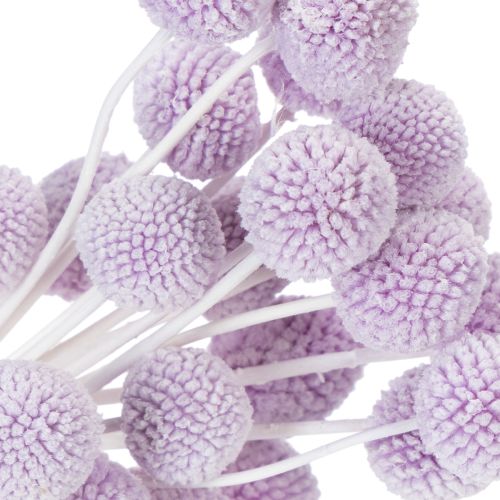 gjenstander Craspedia tørkede blomster for moderne borddekorasjon i hjemmet ditt, 55 cm, 20 stk.