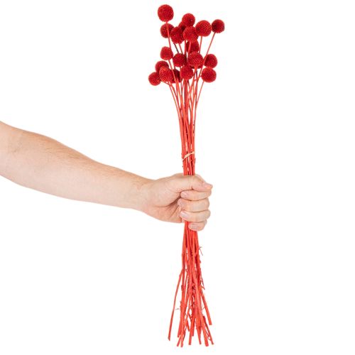 Tørkede Craspedia-blomster, farget, med lange stilker, 55 cm, 20 stk. | Floristik24.no