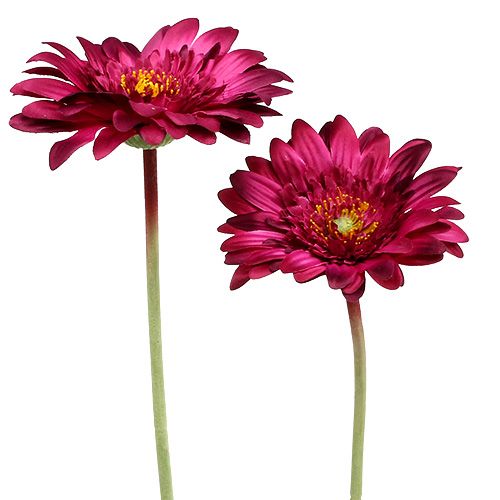 Floristik24 Dekorativ gerbera mørkrosa Ø10cm L53cm 6stk