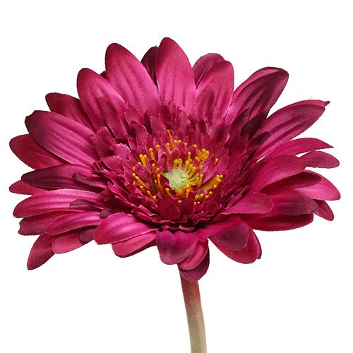 Floristik24 Dekorativ gerbera mørkrosa Ø10cm L53cm 6stk