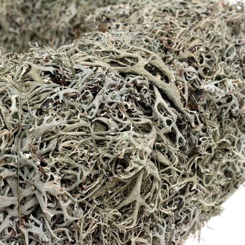 Floristik24 Pyntekrans, mosekrans grå Ø38cm 1st