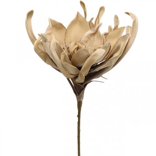 Floristik24 Deco lotusblomst kunstig lotusblomst kunstig blomst beige L68cm