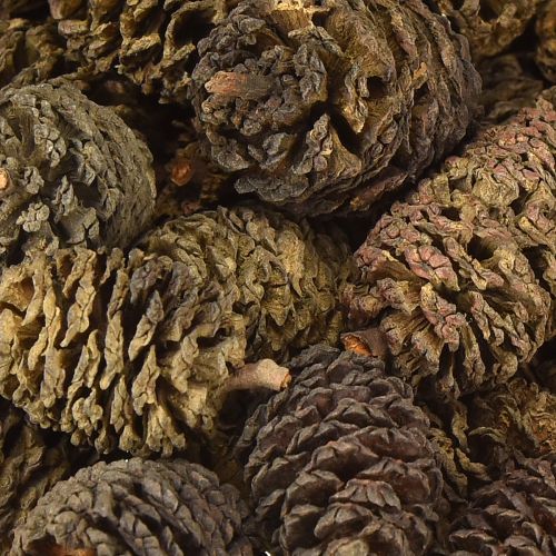 Floristik24 Dekorative kongler av or, naturlige til dekorasjon, 3-4 cm, 200 g