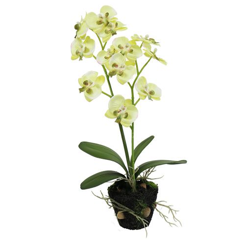 Floristik24 Mini orkidé lysegrønn med kloden 30cm