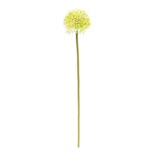 Floristik24 Deco allium krem Ø6,5cm L39cm