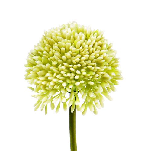 Floristik24 Deco allium krem Ø6,5cm L39cm