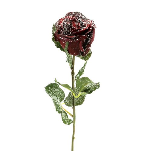Deco rose snøsnød rød Ø6cm 6stk