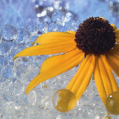 Floristik24 Deco gel Aqualinos 15g gjennomsiktig