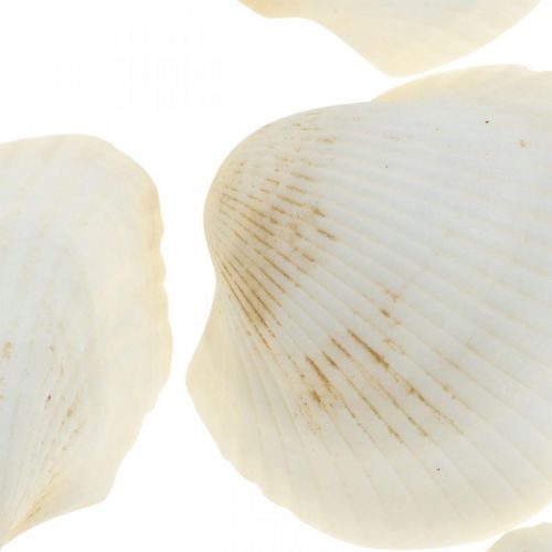 Floristik24 Deco Shell White Ekte skjell i en raffia nett deco maritime 400g