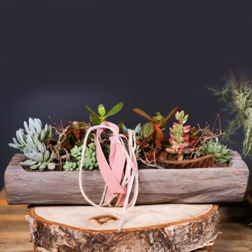 Floristik24 Dekorativ bolle Paulownia treverk 37cm x 14cm H7cm