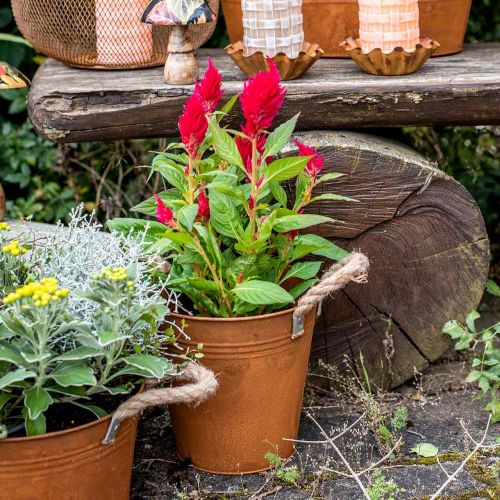 Floristik24 Dekorativ gryte med håndtak, høstdekor, metallskål patina Ø20cm H19cm