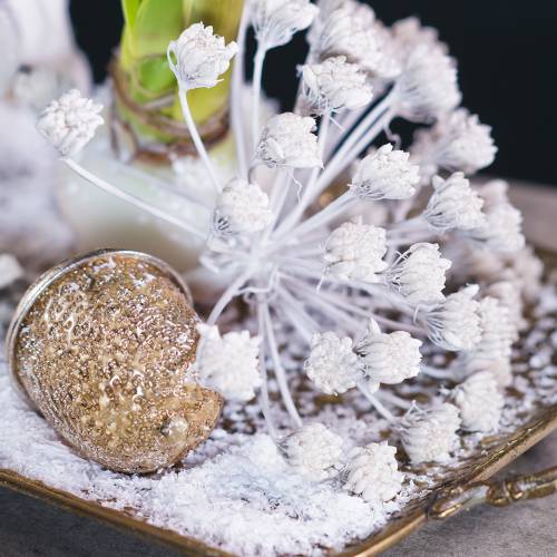 Floristik24 Dekorativ gren av fennikel infructescence hvit vokset H22cm