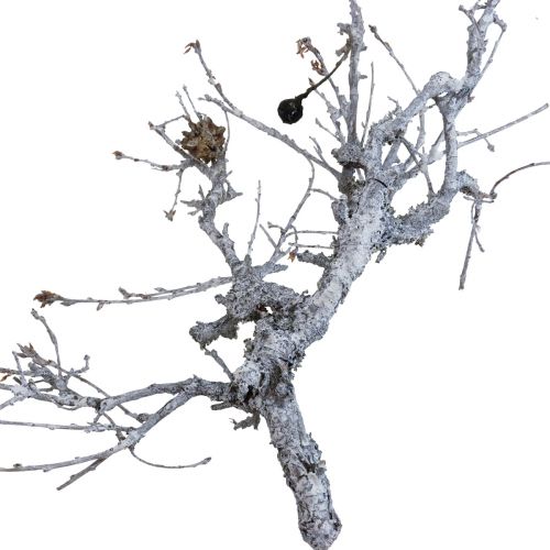 Deco greiner bonsai tre Deco greiner vasket hvit 800g