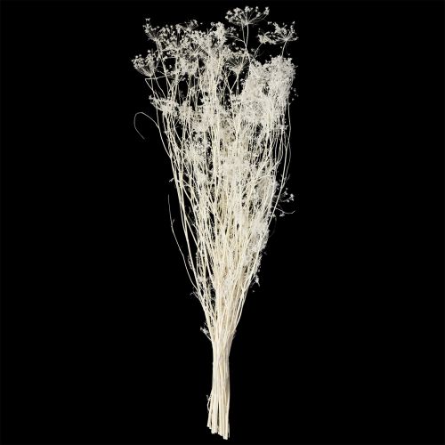 gjenstander Tørkede skjermblomster (Umbellifera) hvite 70-80 cm 150 g