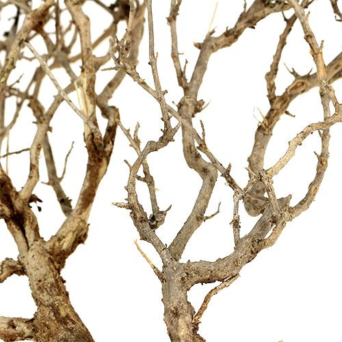 gjenstander Dry Tree Nature 500gr