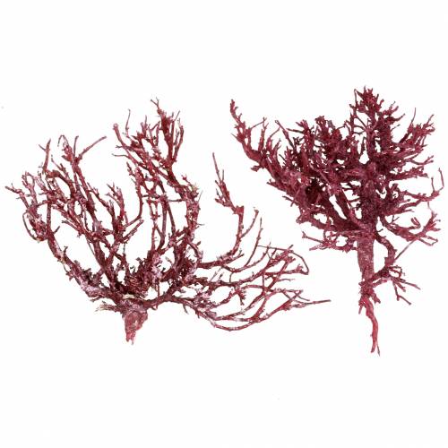 Floristik24 Dekoast korallgren rød hvit vasket 500g